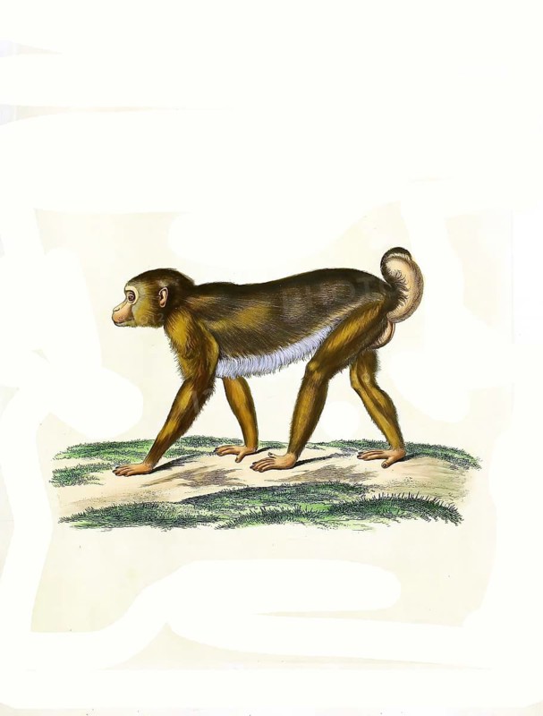 Mammals
