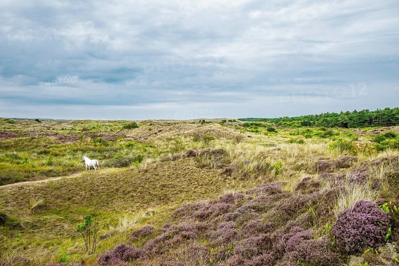 A white horse in the dunes of Terschelling