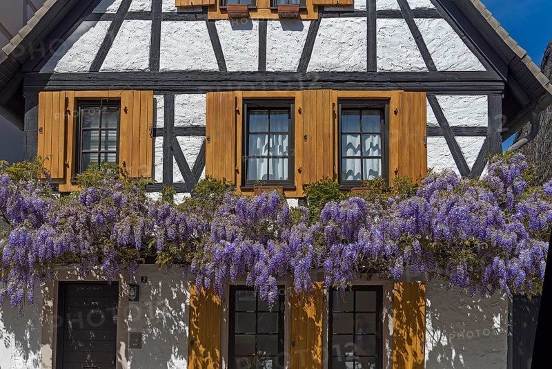 Flowering wisterias