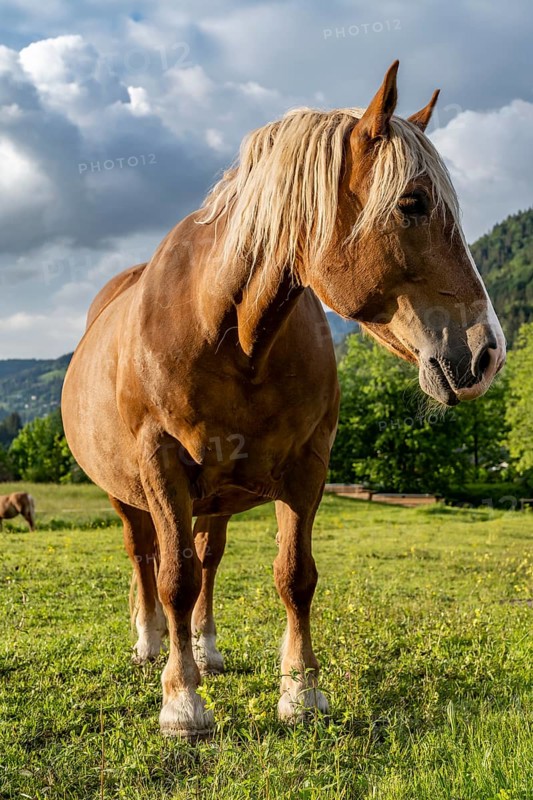 Haflinger horse
