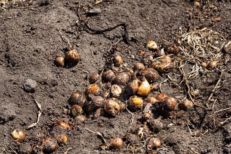 Potato field