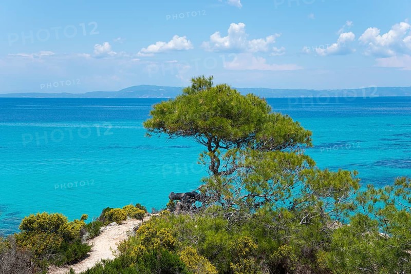 Tree on the precipice in front of tuetkis coloured sea