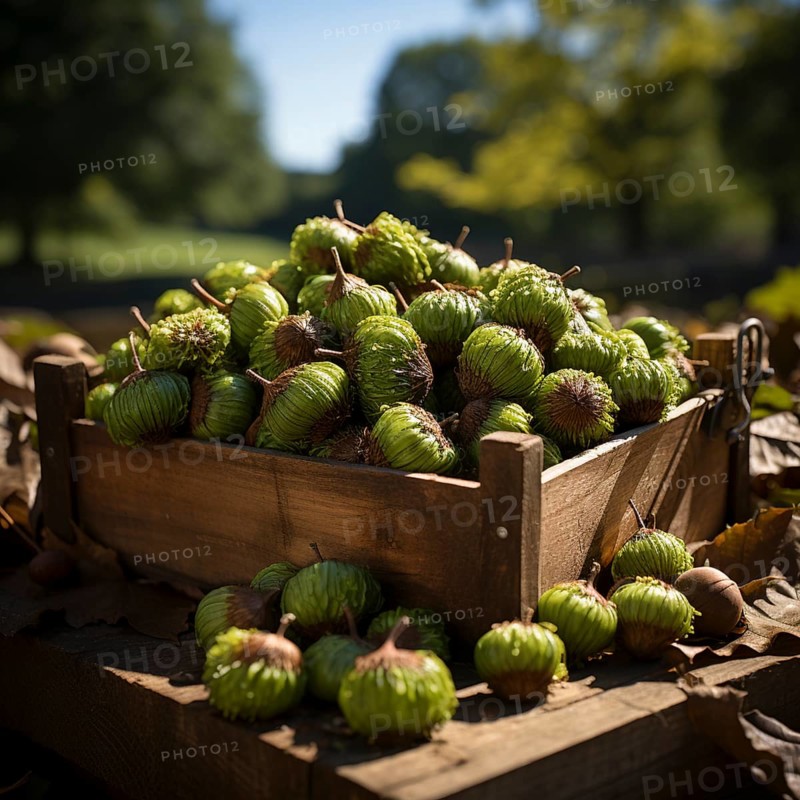 Chestnuts