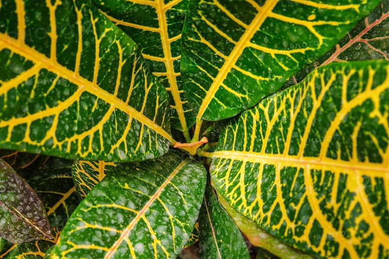 Garden croton aka variegated croton