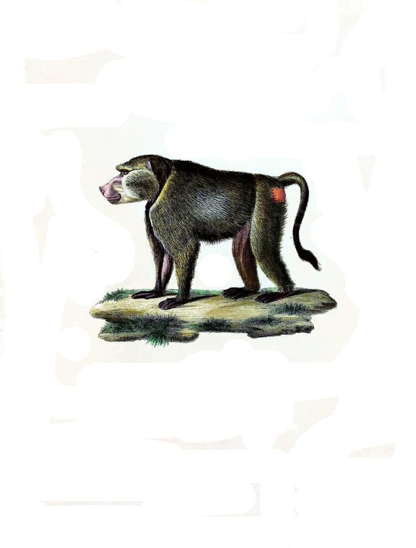 Mammals