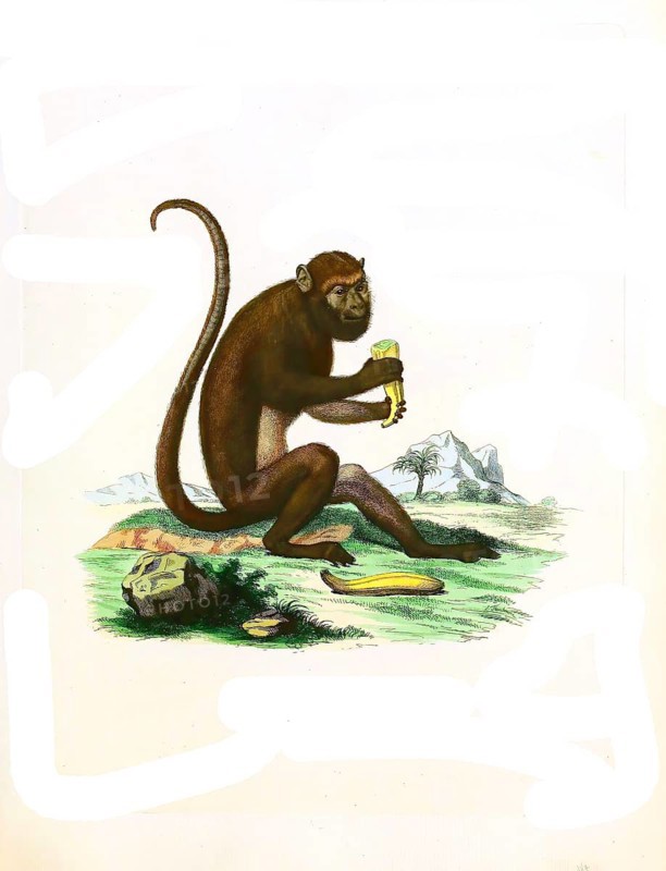 Mammals