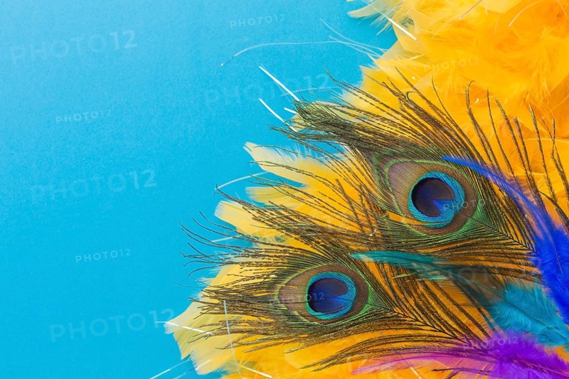 Elegant peacock feathers with close up