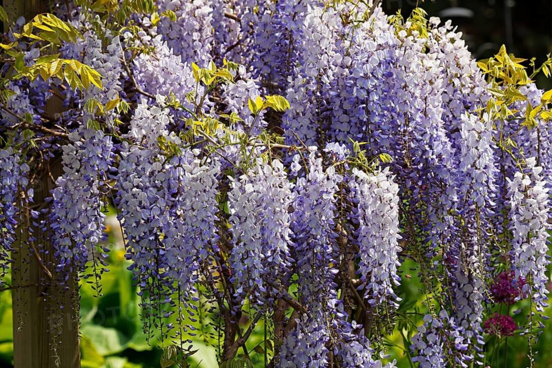 Japanese blue vine