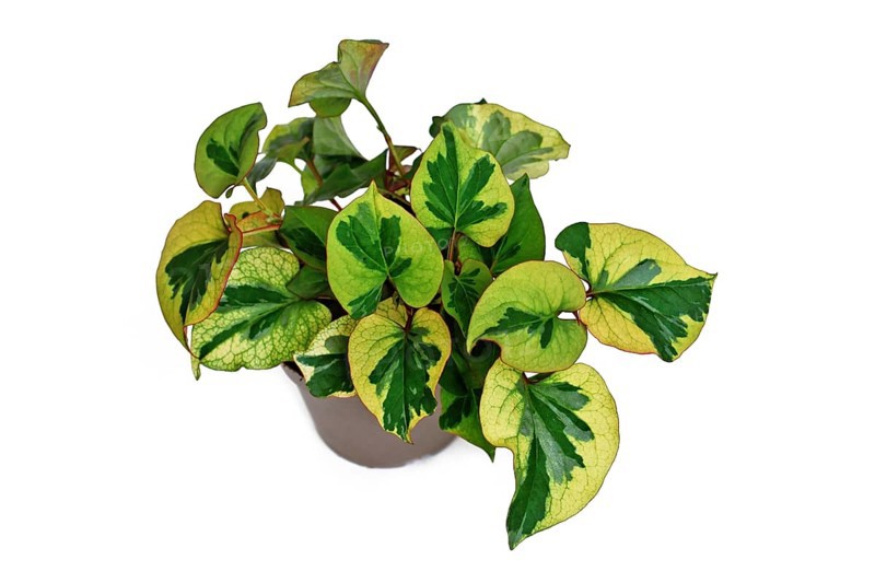 Multicolored 'Houttuynia Cordata Chameleon' plant in flower pot on white background
