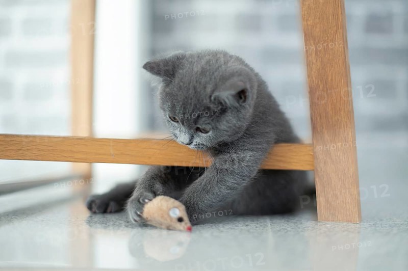British Shorthair male