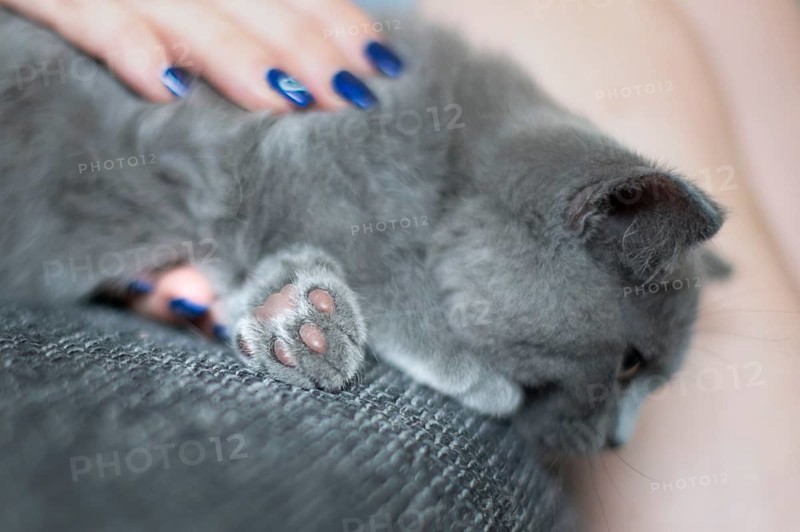 British Shorthair male