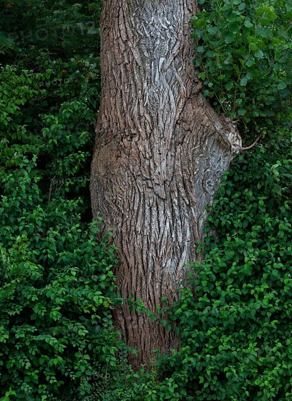 Tree trunk of an old lime tree