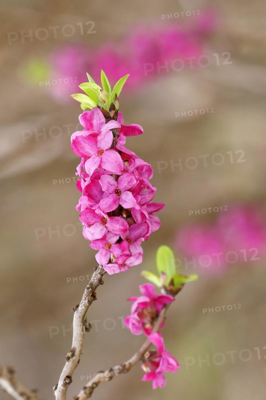 Daphne