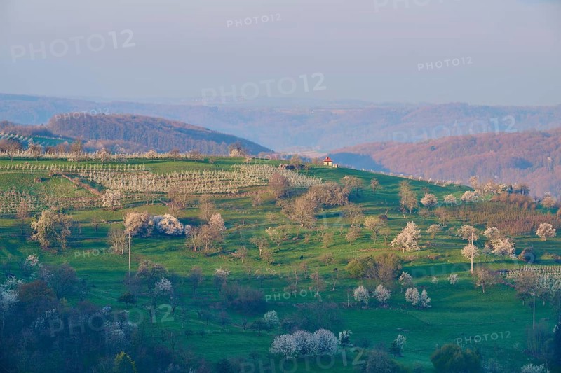 Orchard meadow