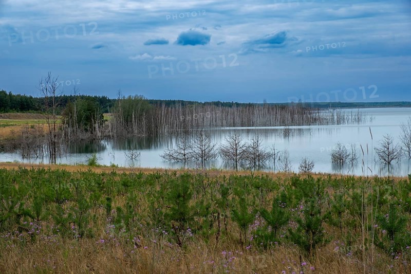Trees planted for the recultivation of Lake Senftenberg