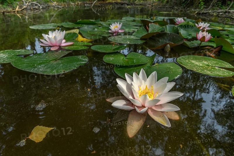 Water lily blooming in a pond. Bas-Rhin