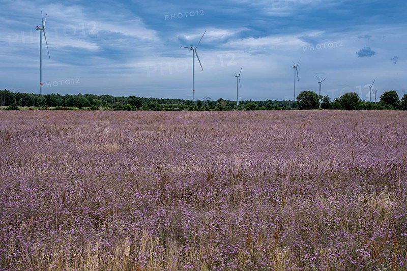 Wind turbines behind a field of harebells