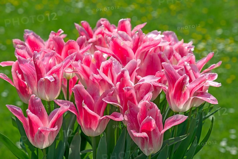 Tulips