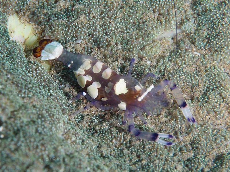 Peacock-eyed anemone shrimp