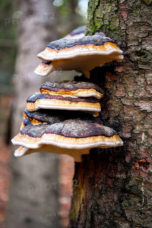 Red banded polypore