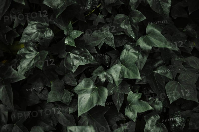 Abstract ivy leaves background