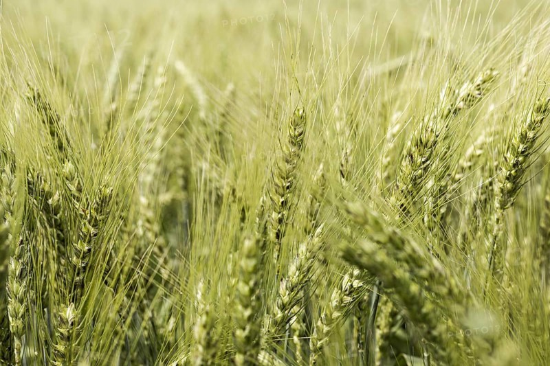 Front view wheat field