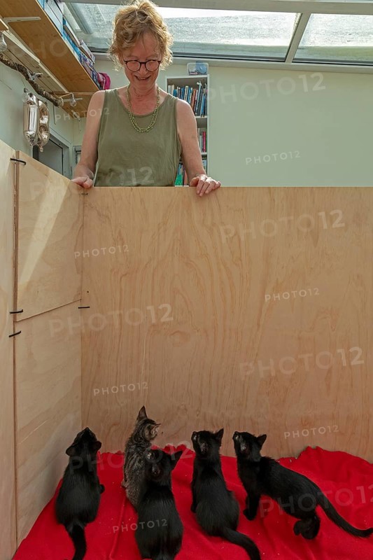 Woman and nine-week-old kittens look at each other