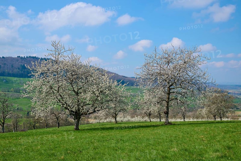 Cherry trees