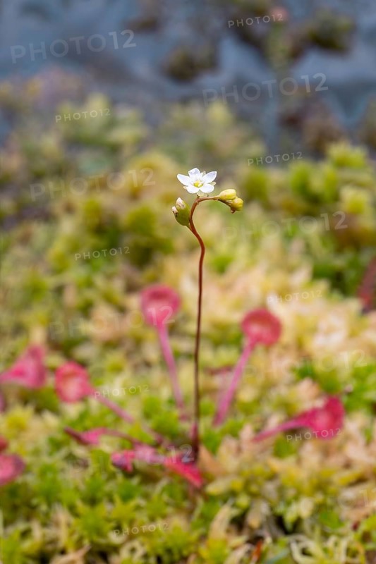 Common sundew