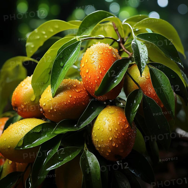 Mangoes