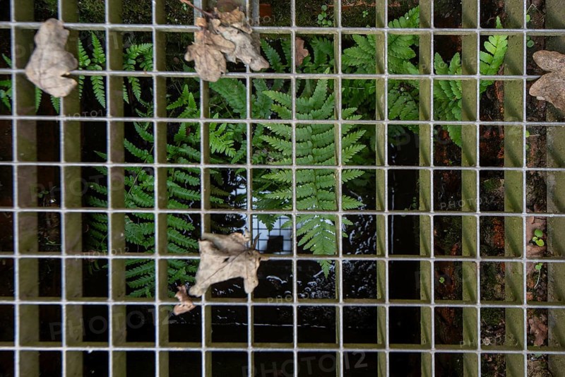 Green fern growing out of a sewage shaft