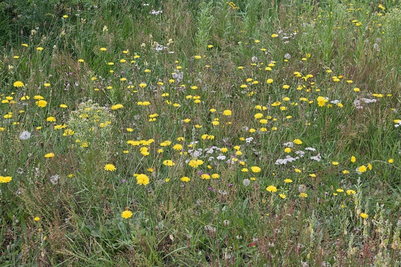 Wildflower meadow with hawkweed
