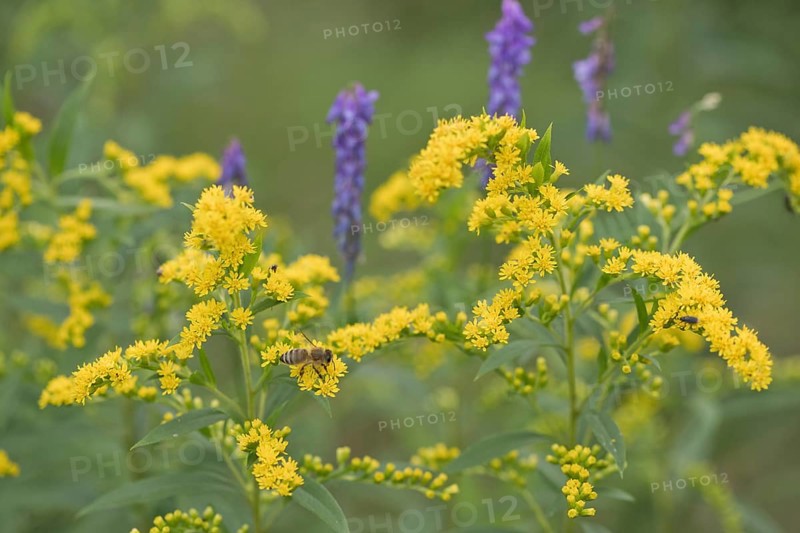 Goldenrod