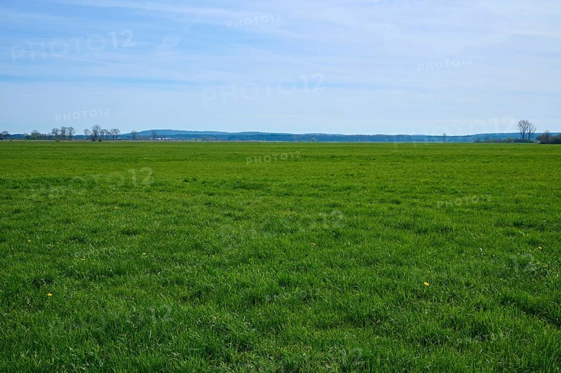 Meadow landscape