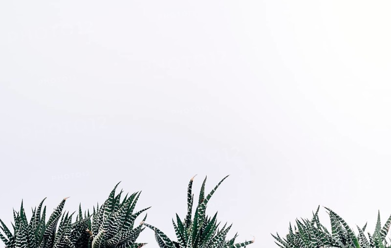 View small zebra cactus plants
