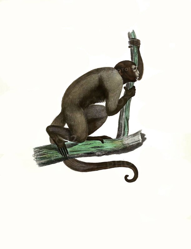 Mammals