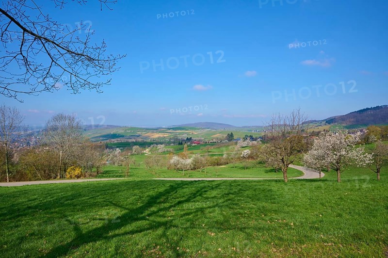 Orchard meadow
