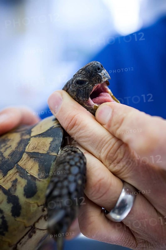 Examination of a turtle by a veterinarian