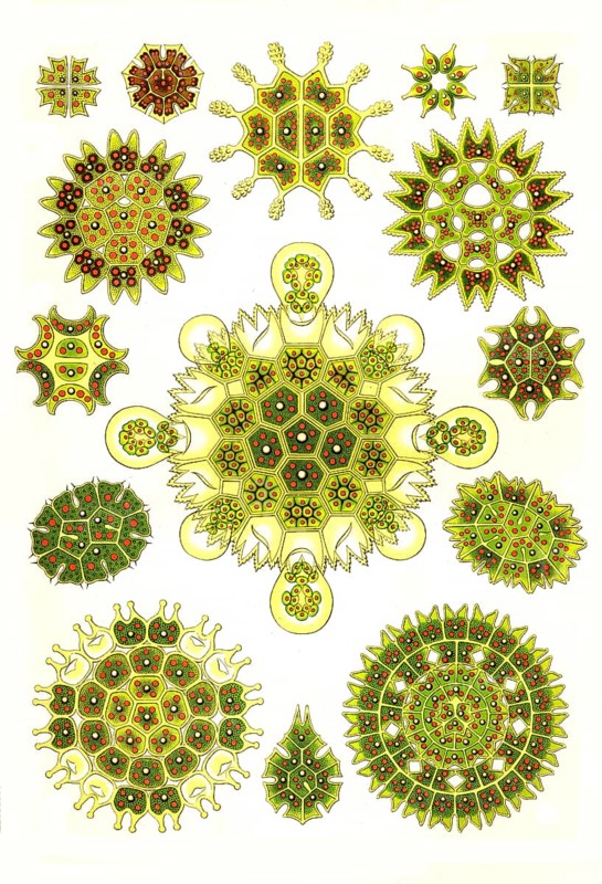 Melethallia