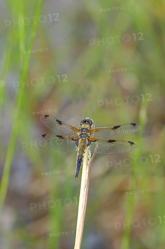Four-spotted chaser