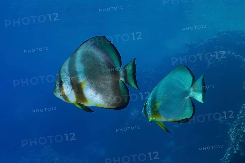 Two specimens of orbicular batfish