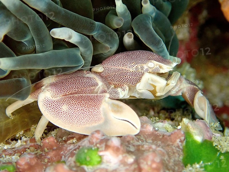 Spotted Porcelain Crab