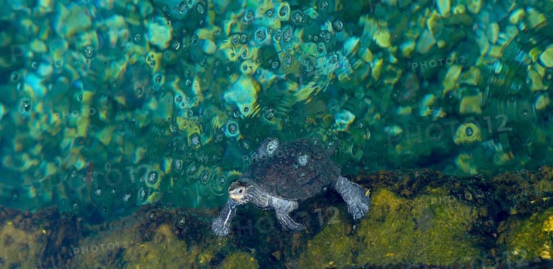 Turtle in the water