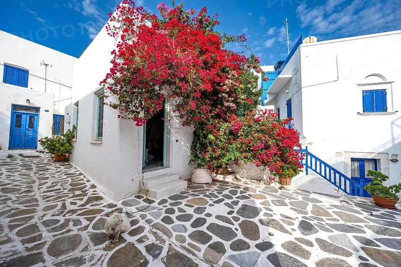 White Cycladic houses with red bougainvillea