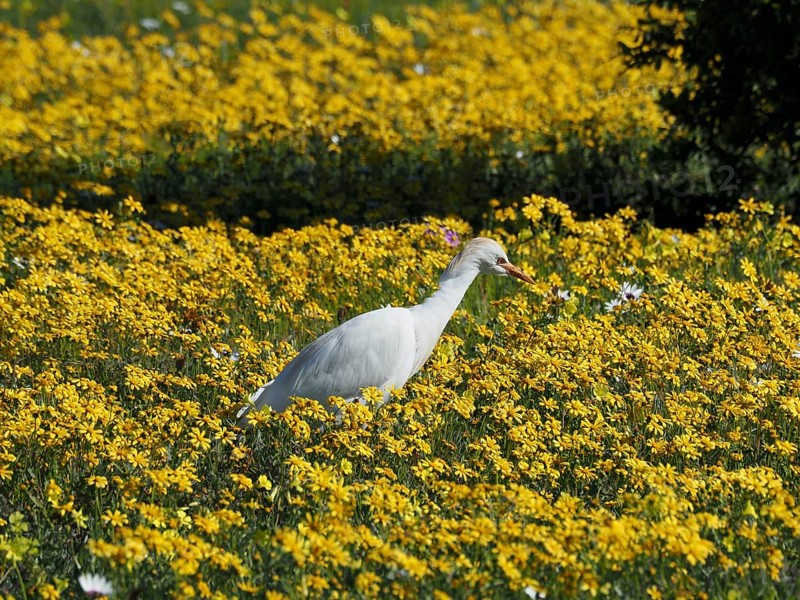 Yellow-billed egret
