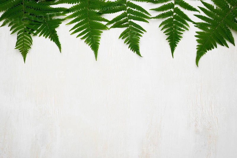 Flat lay fern leaves with copy space