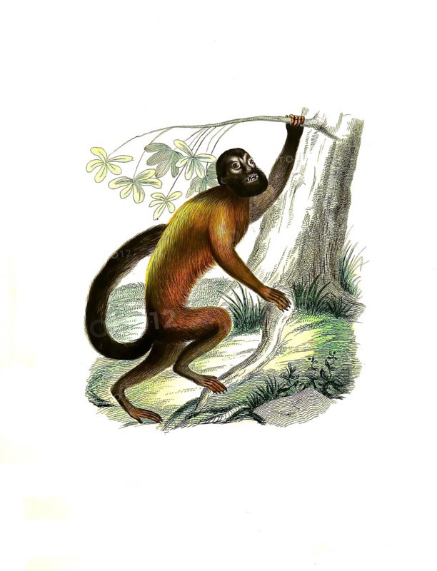Mammals