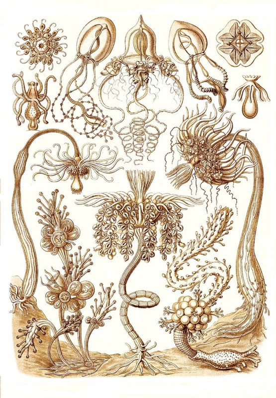 Tubulariae
