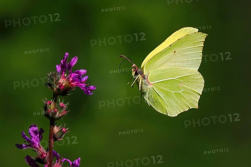Brimstone