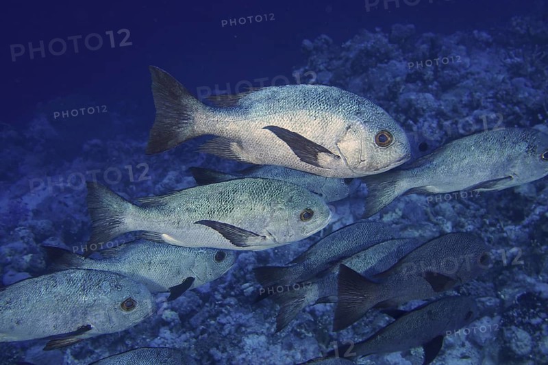 Shoal
